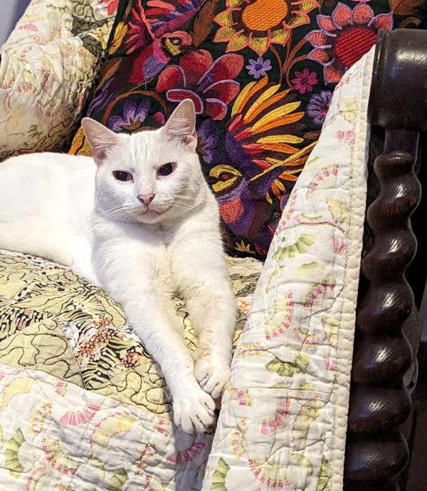 /Images/uploads/The Santa Fe New Mexican/santafepetcontest/entries/34069thumb.jpg